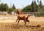خرید کره اسب ترکمن خالص