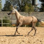 اسب ترکمن کورسی برای فروش