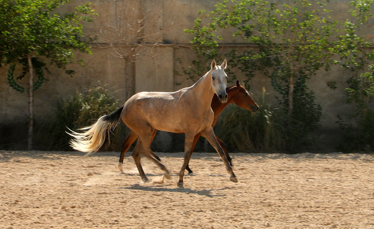 خرید اسب ترکمن برای سوارکاری