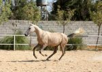 خرید اسب ترکمن برای سوارکاری