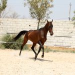 فروش نریان ترکمن
