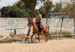 خرید اسب ترکمن خالص