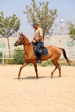 قیمت نریان ترکمن