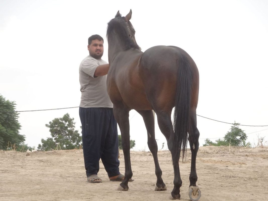 خرید اسب تروبرد،