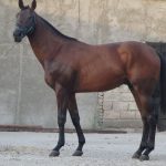 خرید نریان تروبرد