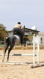 خرید اسب پرشی اخته ترکمن آخال تکه - Image 5