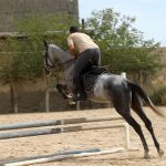 خرید اسب پرشی اخته ترکمن آخال تکه