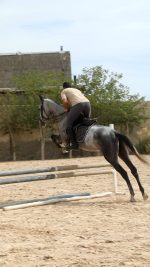 خرید اسب پرشی اخته ترکمن آخال تکه