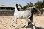 خرید مادیان عرب خالص ایرانی کورسی - Image 2