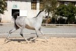 خرید مادیان عرب خالص ایرانی کورسی - Image 5