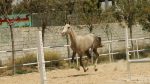 خرید کره اسب ترکمن آخال‌تکه - Image 2