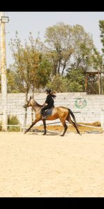 خرید اسب ترکمن آخال تکه رنگ سمند طلایی - Image 2