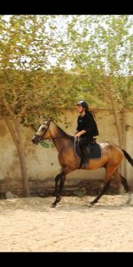 خرید اسب ترکمن آخال تکه رنگ سمند طلایی - Image 3