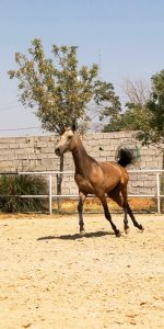 خرید اسب ترکمن آخال تکه رنگ سمند طلایی - Image 5