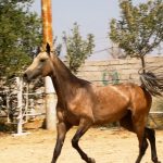 خرید اسب ترکمن آخال تکه رنگ سمند طلایی