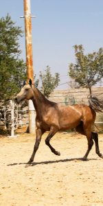 خرید اسب ترکمن آخال تکه رنگ سمند طلایی