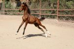 خرید کره اسب عرب خالص ایرانی - Image 5