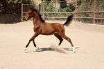 خرید کره اسب عرب خالص ایرانی