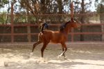 خرید کره اسب عرب خالص ایرانی - Image 2