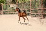 خرید کره اسب عرب خالص ایرانی - Image 4