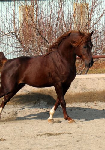 اسب عرب خالص ایرانی وارث